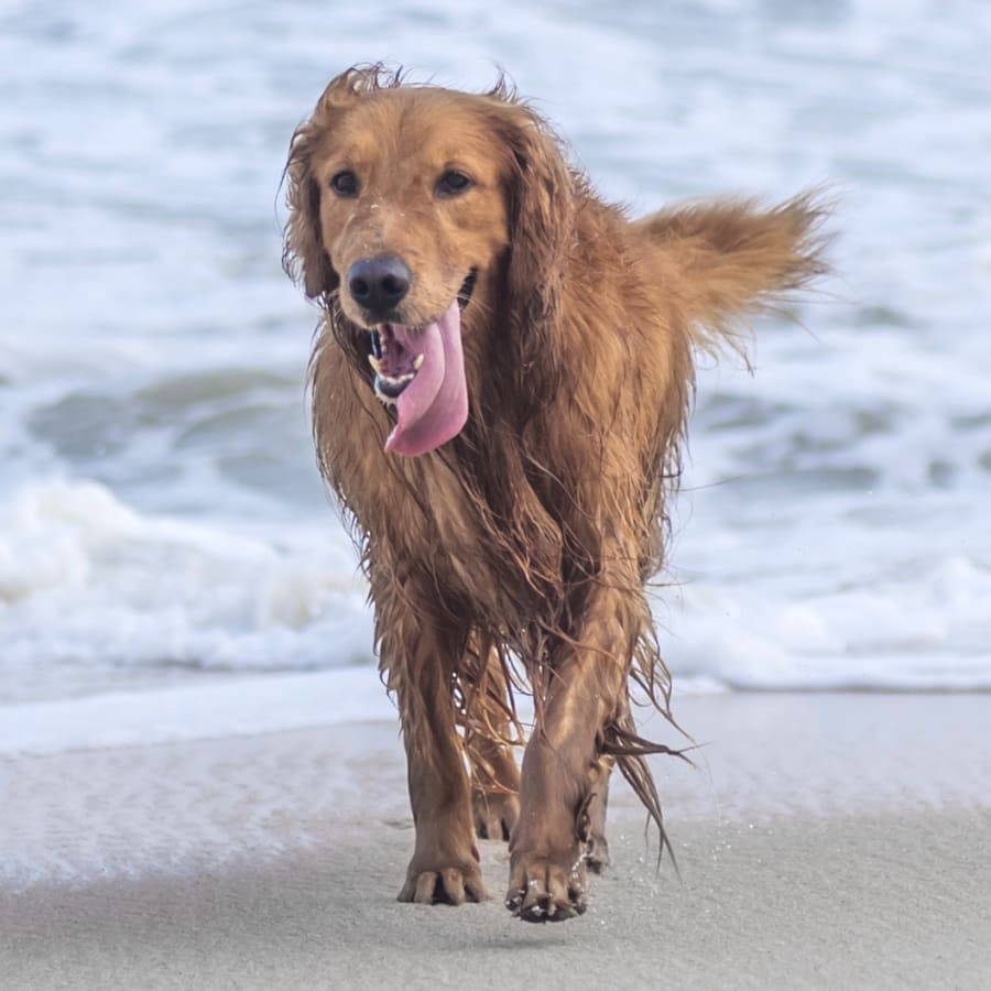 Spring Animal Hospital in Long Beach