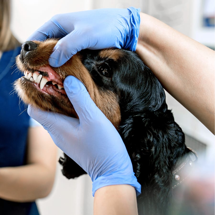 Veterinary Dentist, Long Beach Vet