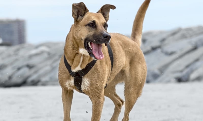 Vet Dental Services