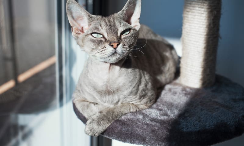 Senior Pet Care