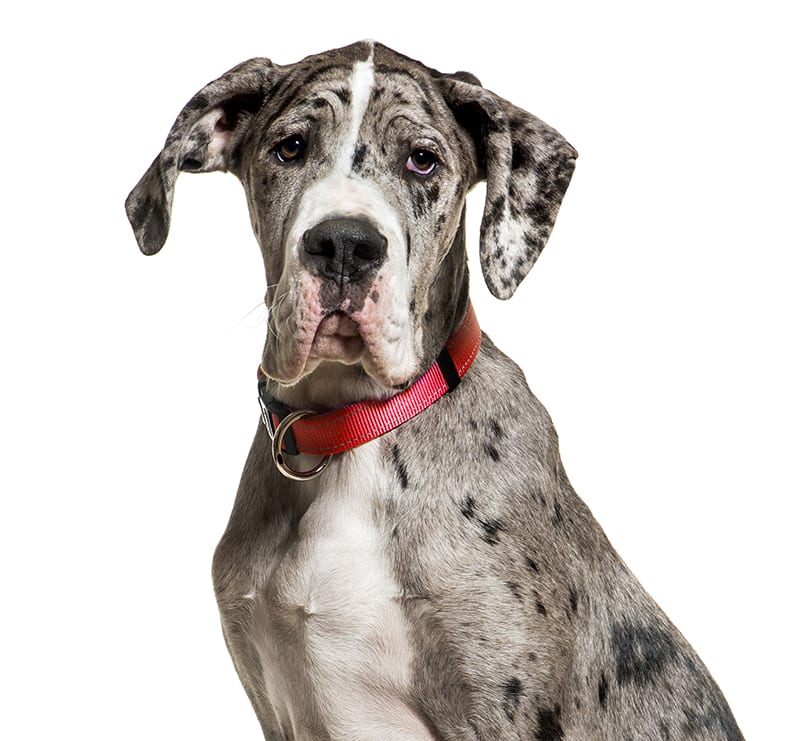 Giant Dogs, Spring Animal Hospital